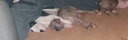 Staffordshire Bull Terrier dogs for stud: Proven Staffordshire Bull Terrier Stud – Brindle in Doncaster - Advert 3