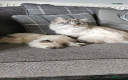Ragdoll cats for sale: Stunning Ragdoll boys avalible  - Image 10