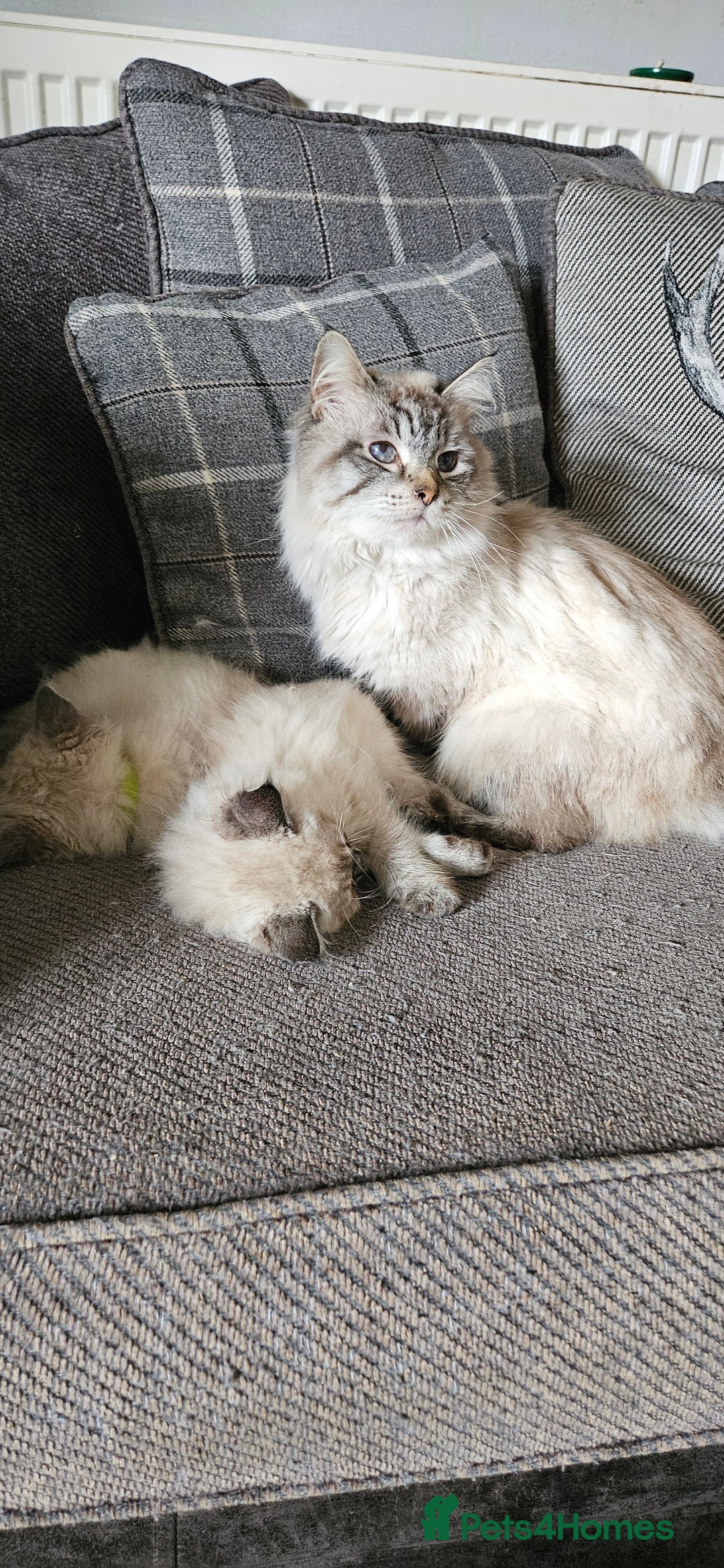 Ragdoll cats for sale: Stunning Ragdoll boys avalible  - Image 10