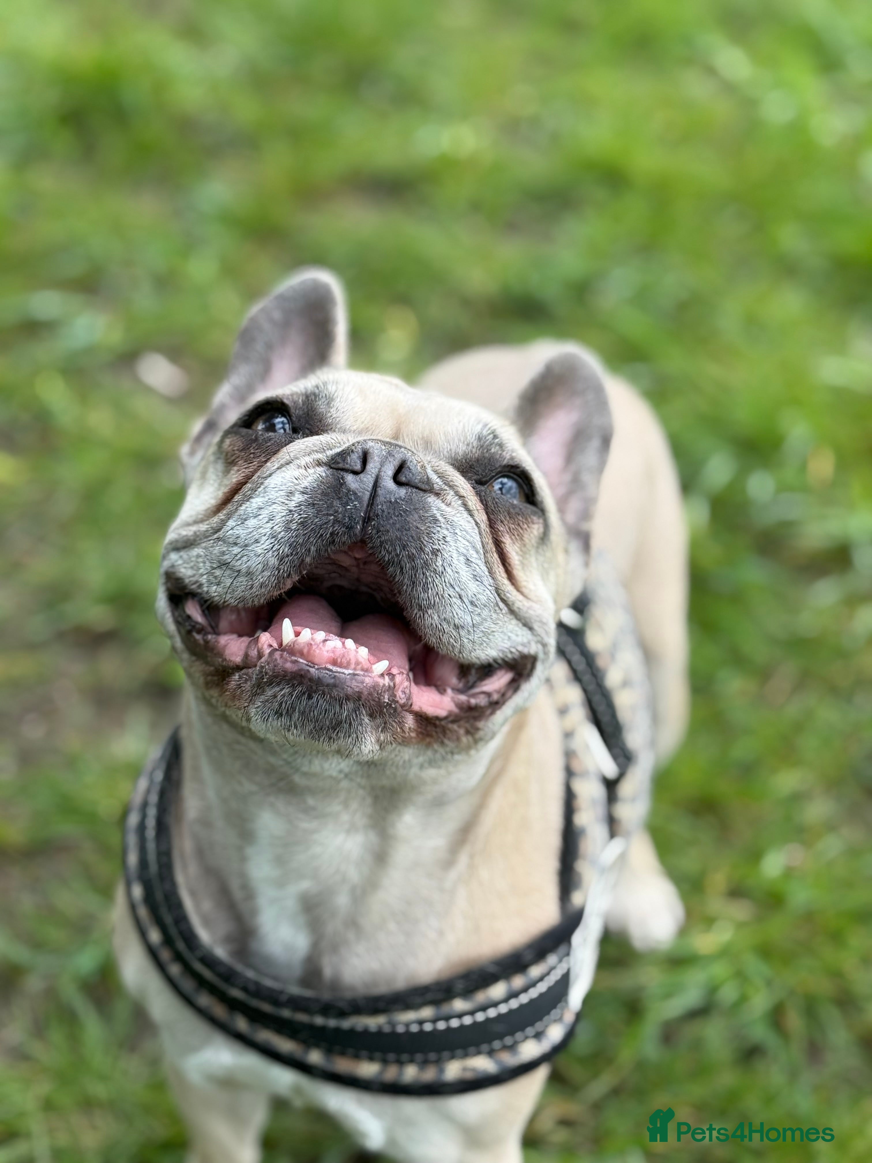 French Bulldog dogs 7 year old french bulldog. *PLS READ DESCRIPTION* - Advert 15