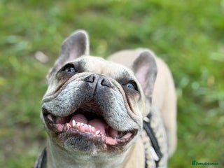 French Bulldog dogs - Advert 7