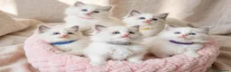 Ragdoll cats for sale: 💖 Champion-Line Ragdoll Kittens Seeking Homes 💖 in London - Advert 3