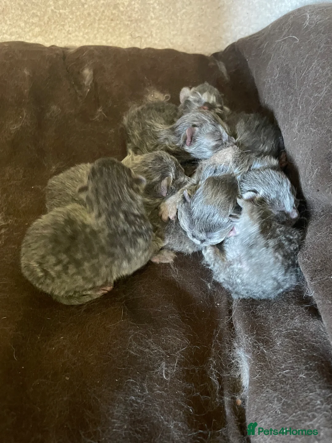 Mixed Breed cats for sale: 6 kittens for sale in Boston - Advert 5