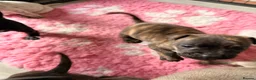 Mixed Breed dogs for sale: Frenchie x staff puppies  in Alfreton - Advert 4