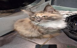 Maine Coon cats for sale: Main coon x ragdoll kittens  - Image 6