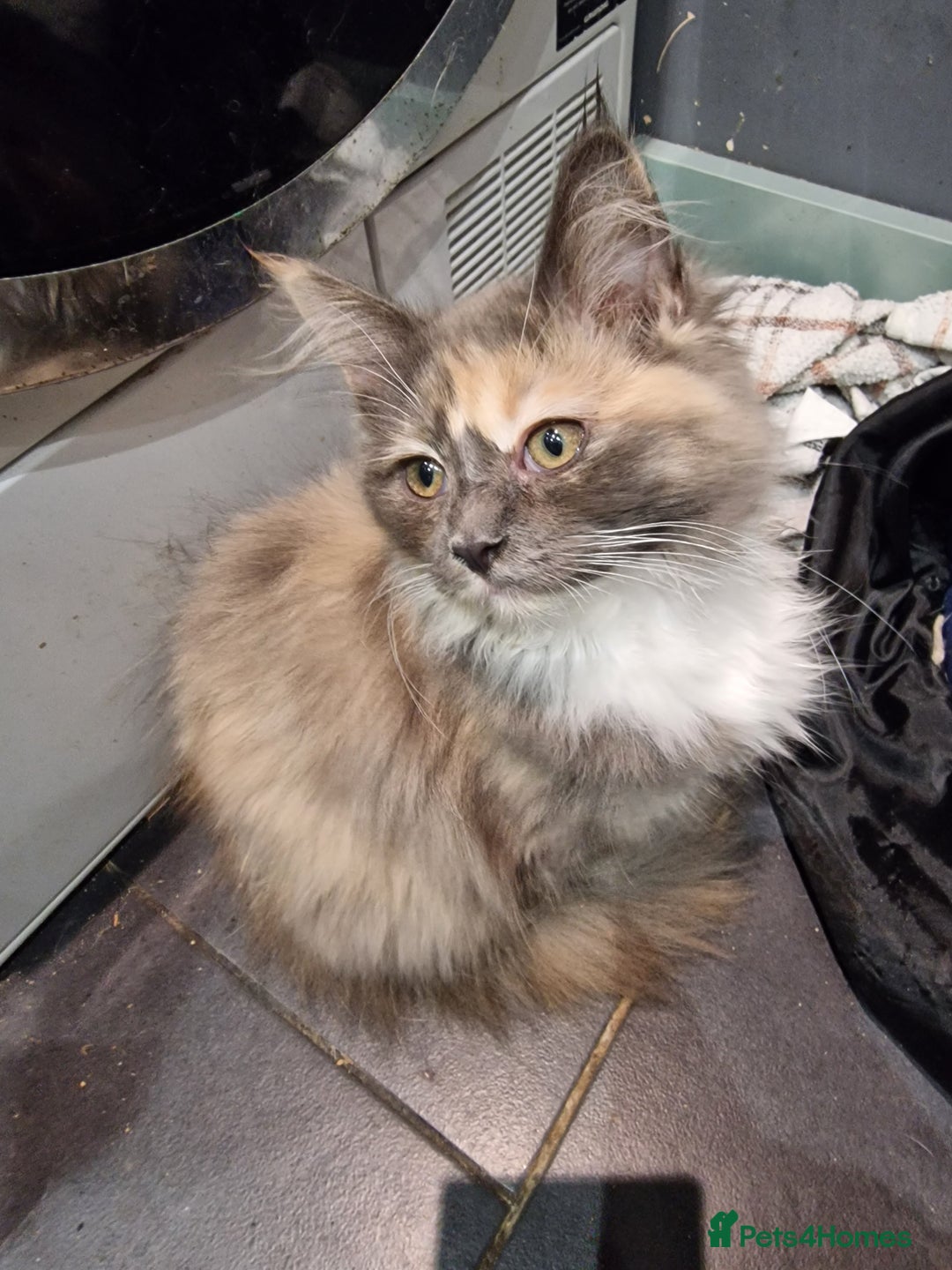 Maine Coon cats for sale: Main coon x ragdoll kittens  - Image 6