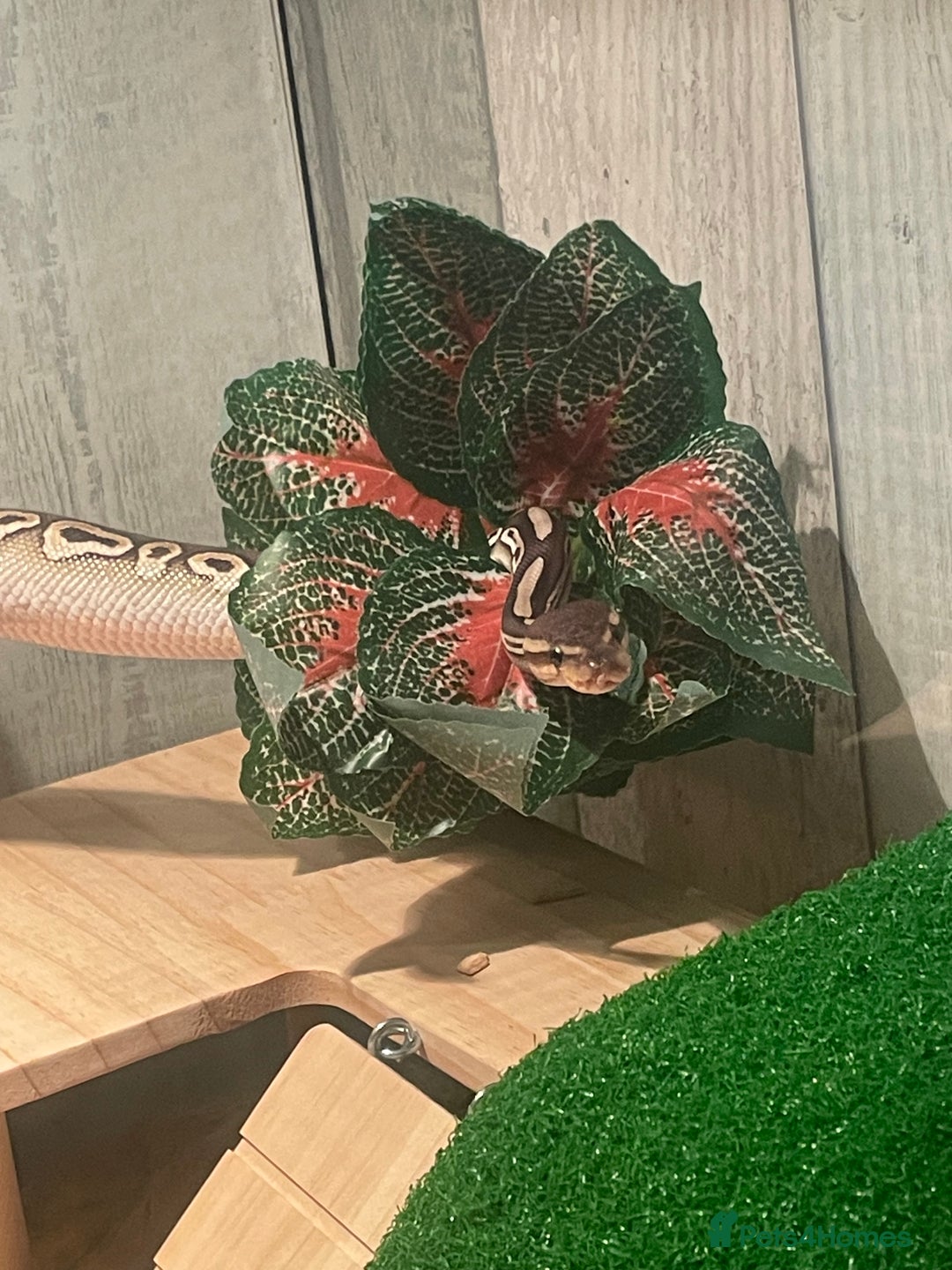 Python Snake reptiles for sale: 1yr old Royal phython -Freddy - Image 2