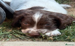 English Springer Spaniel dogs for sale: Springer spaniel pups  in Tonbridge - Image 15