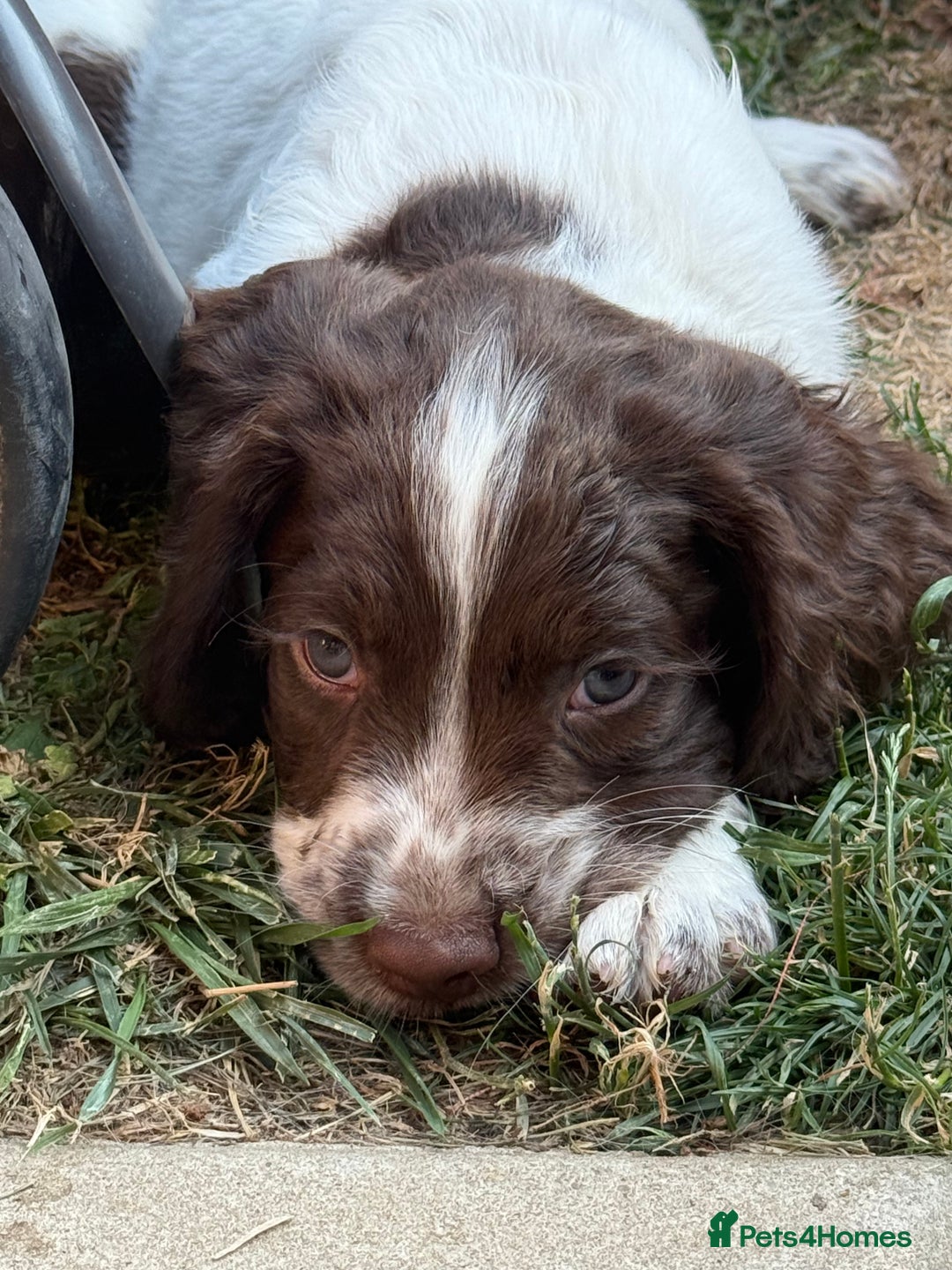 English Springer Spaniel dogs for sale: Springer spaniel pups  in Tonbridge - Image 15