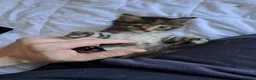 Maine Coon cats for sale: Maine Coon Kittens for Sale - Advert 25