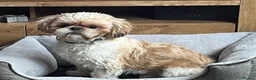 Shih Tzu dogs for sale: Re-homing Rocco - Advert 1
