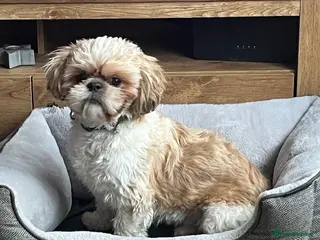 Shih Tzu dogs Re-homing Rocco - Advert 1