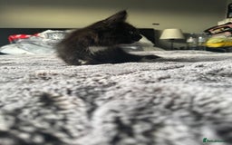 Maine Coon cats for sale: Maine Coon kittens Available!!!! - Image 7