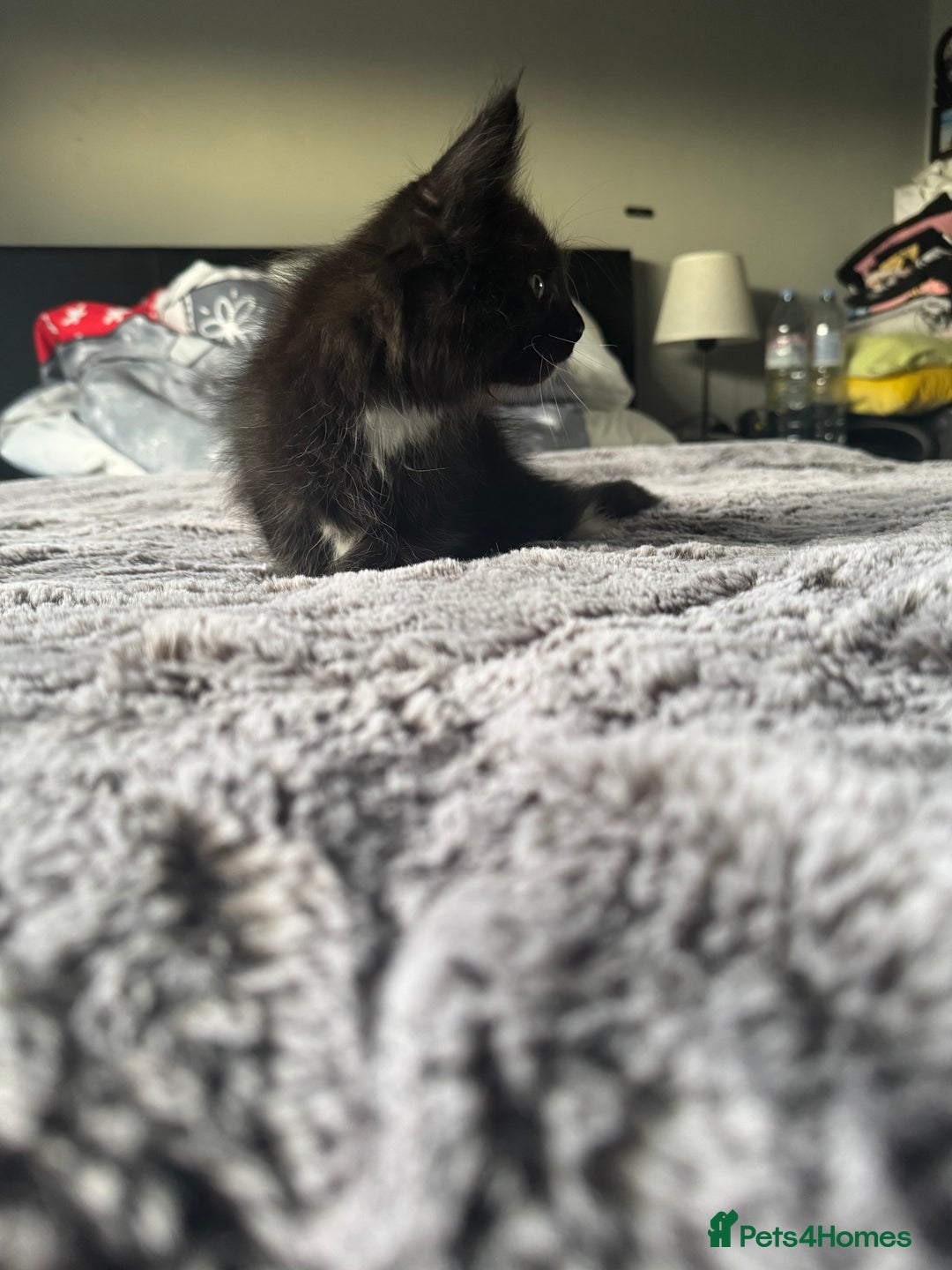 Maine Coon cats for sale: Maine Coon kittens Available!!!! - Image 7
