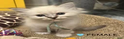 Ragdoll cats for sale: 😻READY NOW RAGDOLL KITTENS BI COLOUR/LYNX 😻 - Advert 1