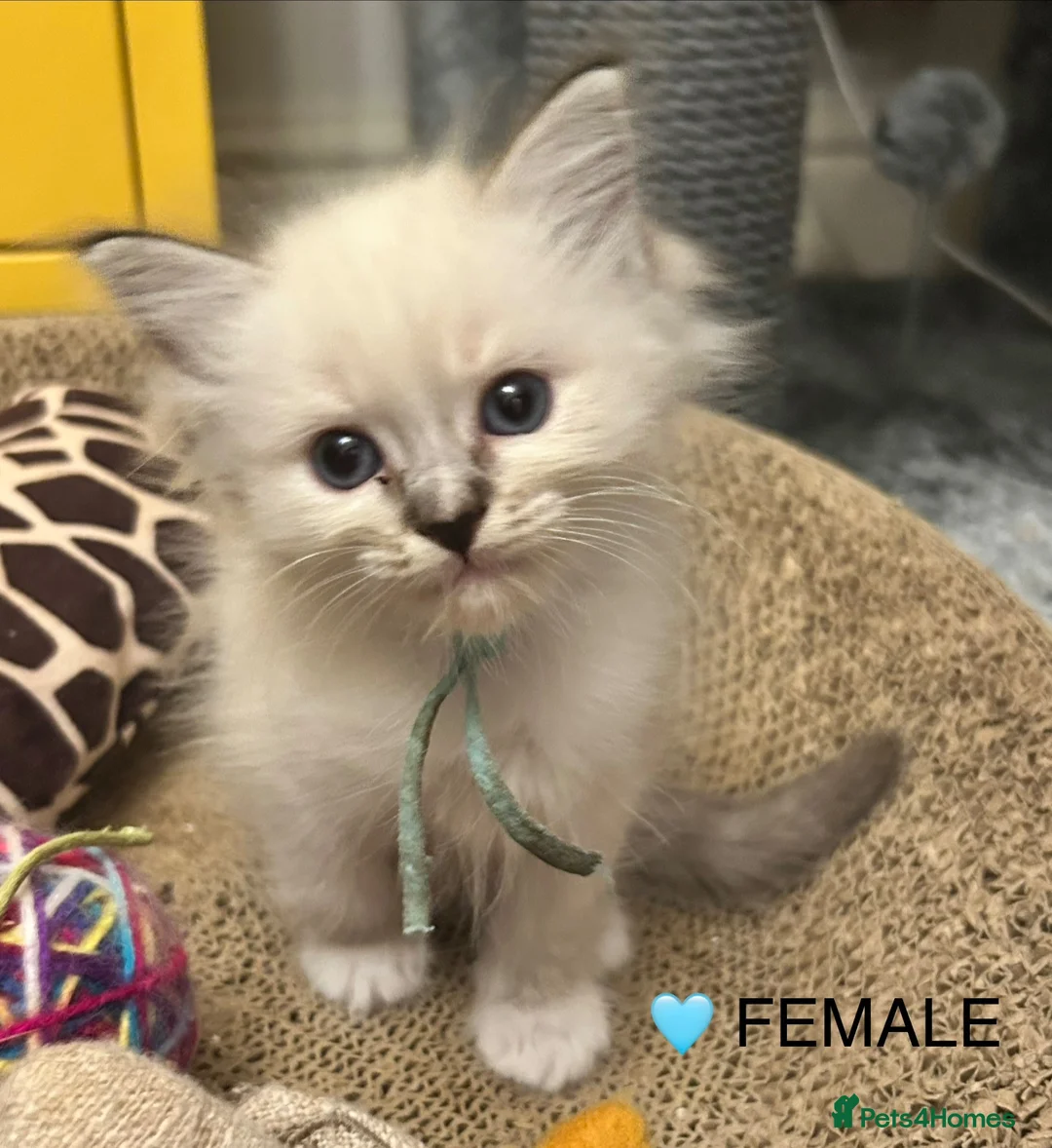 Ragdoll cats for sale: 😻READY NOW RAGDOLL KITTENS BI COLOUR/LYNX 😻 - Advert 1