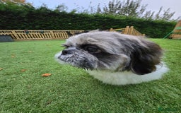 Shih Tzu dogs for stud: Stud Available – KC Registered Shih Tzu - Image 4