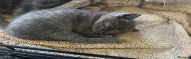 Grey girl