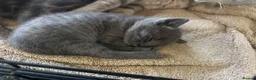 Mixed Breed cats for sale: 3 beautiful kittens - Advert 7