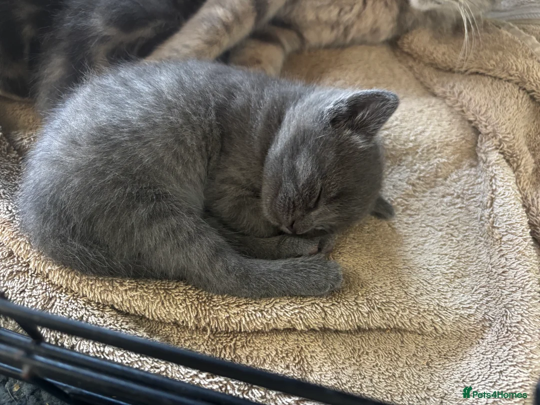 Mixed Breed cats for sale: 3 beautiful kittens - Advert 7