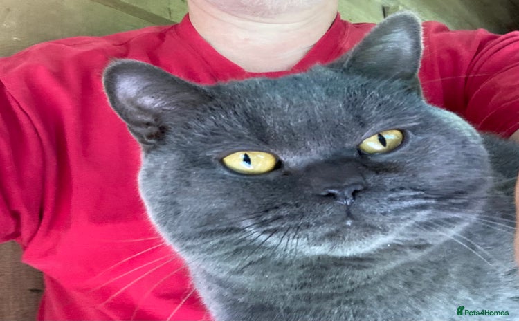 British Shorthair cats - Advert 16