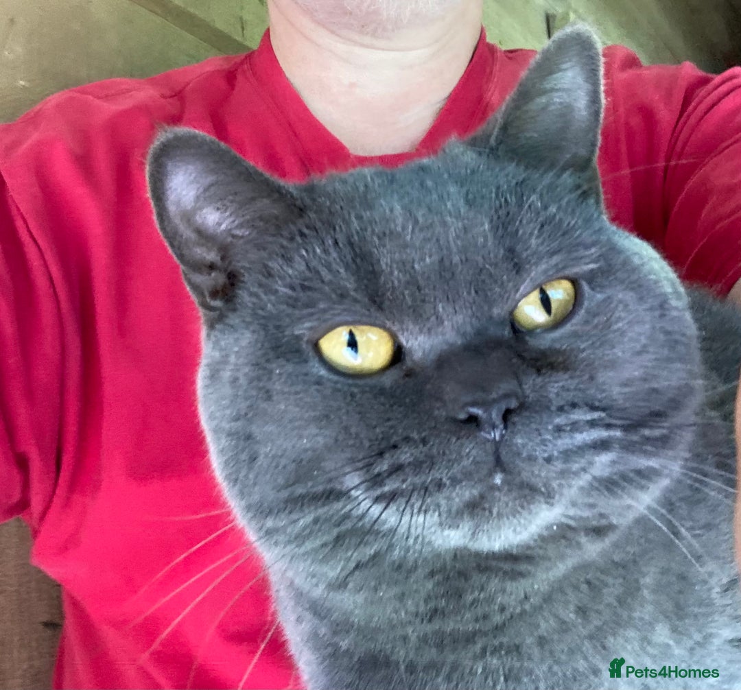 British Shorthair cats for sale: Retired Stud cat looking for comfortable pet home - Image 1