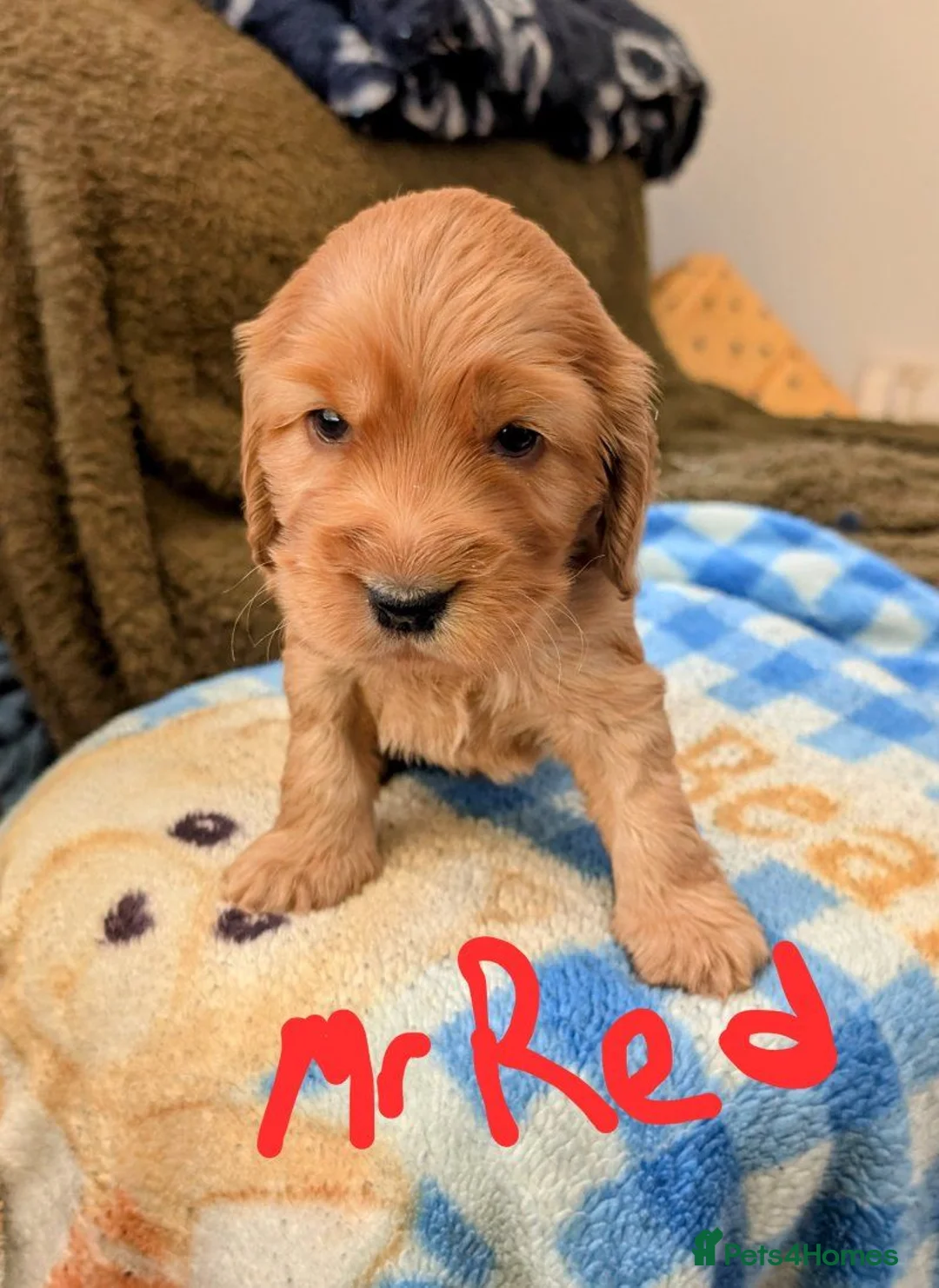 Cocker Spaniel dogs for sale: Beautiful Cocker Spaniel Puppies – 2 Boys, 2 Girls in Dover - Advert 5