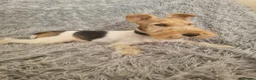 Fox Terrier dogs for sale: Wire Haired Fox Terrier Puppies  - Advert 4