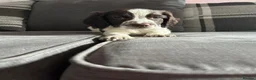 English Springer Spaniel dogs for sale: English Springer Spaniel  - Advert 11