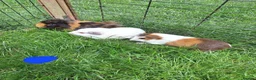 Guinea Pig rodents for sale: Male and female guinea pigs for sale  - Advert 11