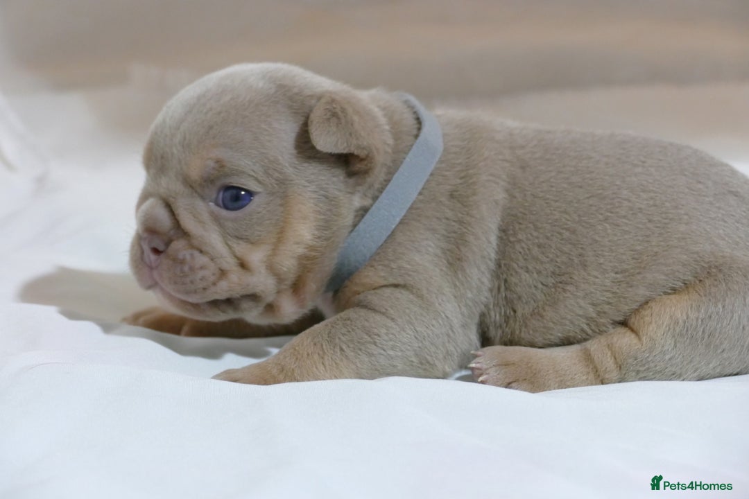 English Bulldog dogs for sale: 7 gorgeous mr muscles puppies looking for a home  - Image 4