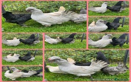 Chickens poultry for sale: Silkie chickens - Image 4