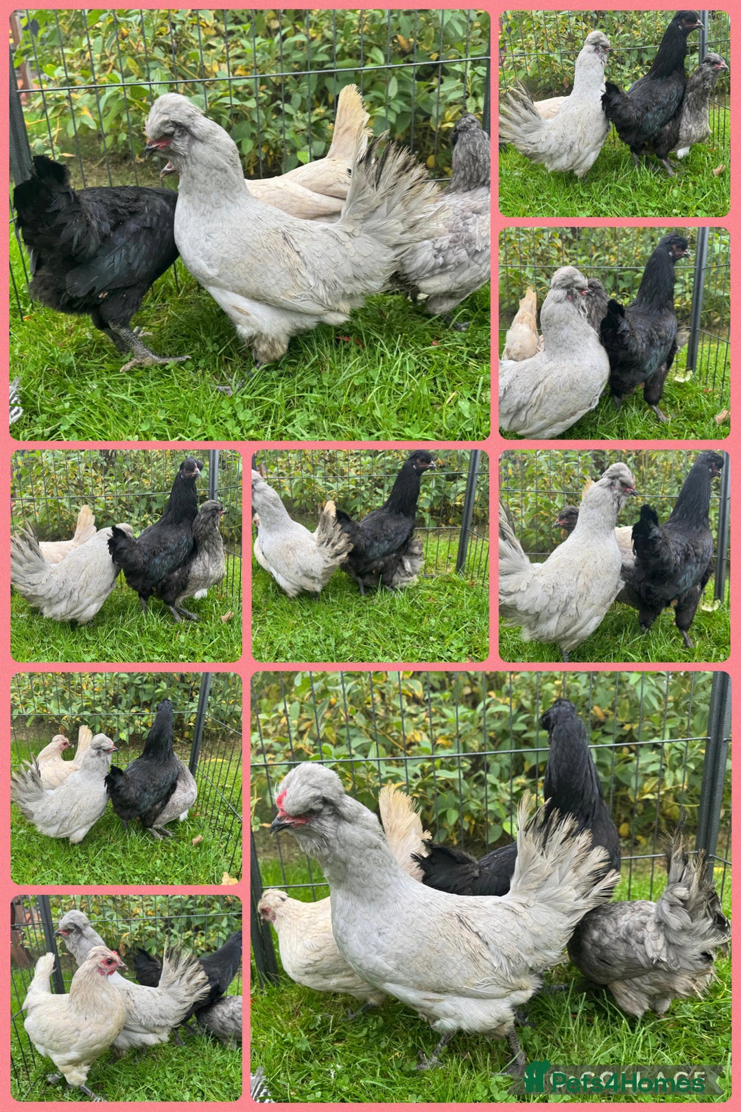 Chickens poultry for sale: Silkie chickens - Image 4
