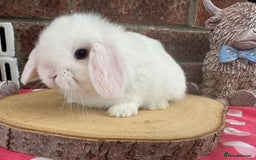 Mini Lop rabbits for sale: Beautiful mini lop bunnies ready to reserve  - Image 5