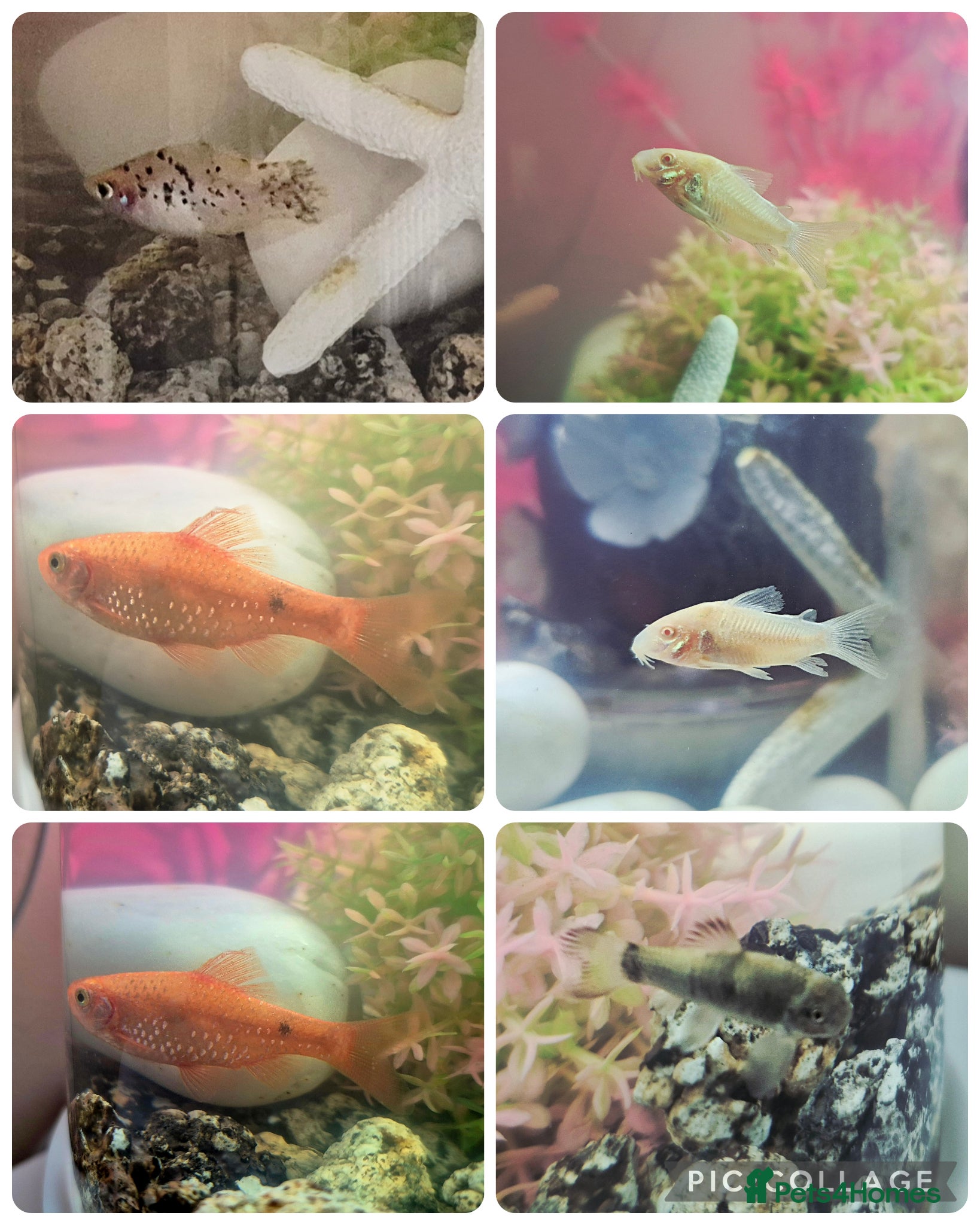 Other/Mixed Breed fish 6 Cold Water Fish Need New Home - Advert 2