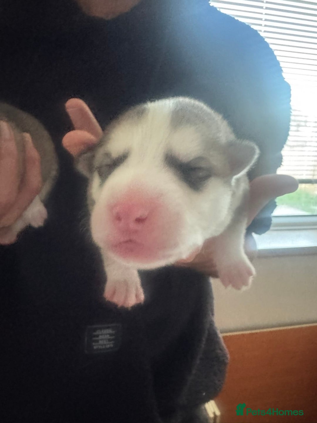 Siberian Husky dogs for sale: Husky Puppies – Ready 22/12/25 🐾  - Image 5