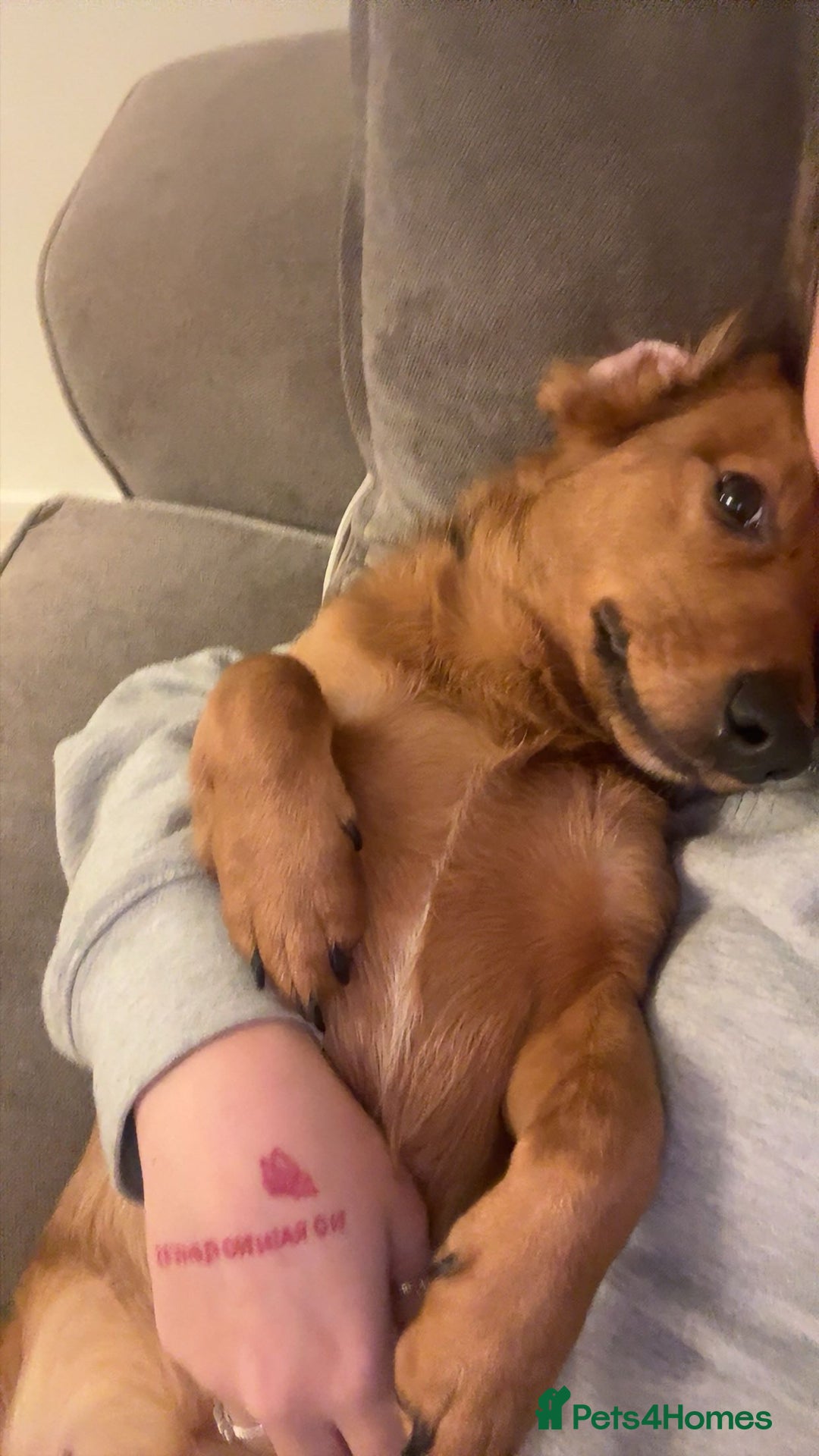 Mixed Breed dogs for sale: Male puppy  - Advert 2