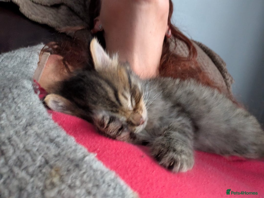 Mixed Breed cats for sale: Ragdoll Mix Kittens  - Image 6