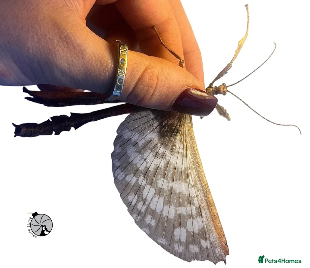 Stick Insects invertebrates for sale: X2 MACLEAYS SPECTRE STICK INSECTS happy to ship!! - Advert 2