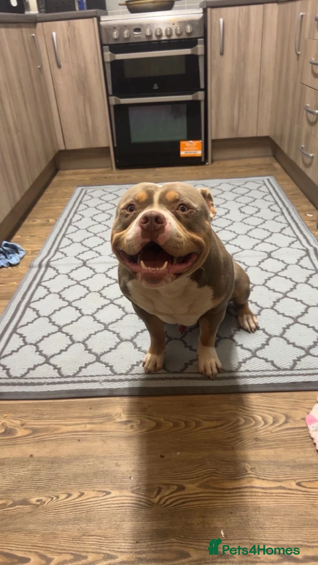 American Bully dogs for sale: Pocket bullys  - Advert 2
