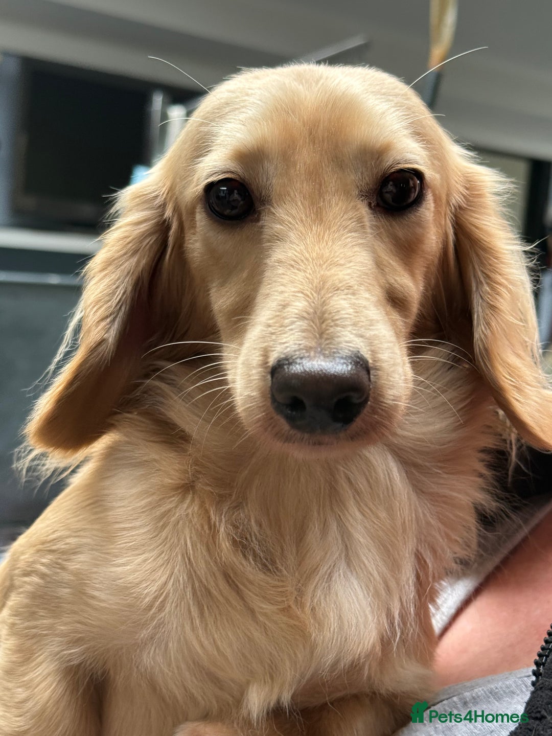 Dachshund dogs for stud: Cream Mini Long boy STUD  - Advert 7