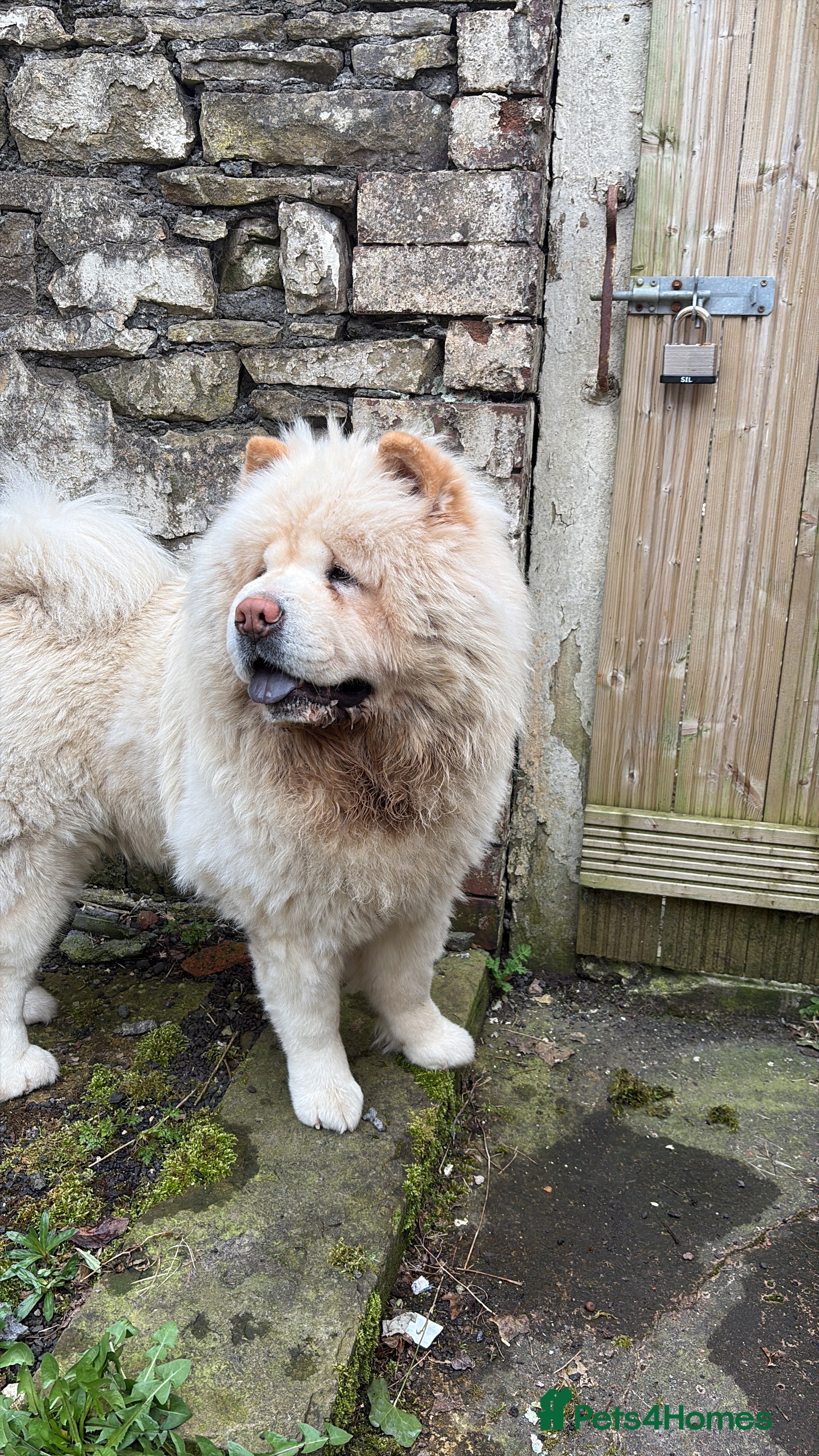 Chow Chow dogs Male chow chow for stud  - Advert 1