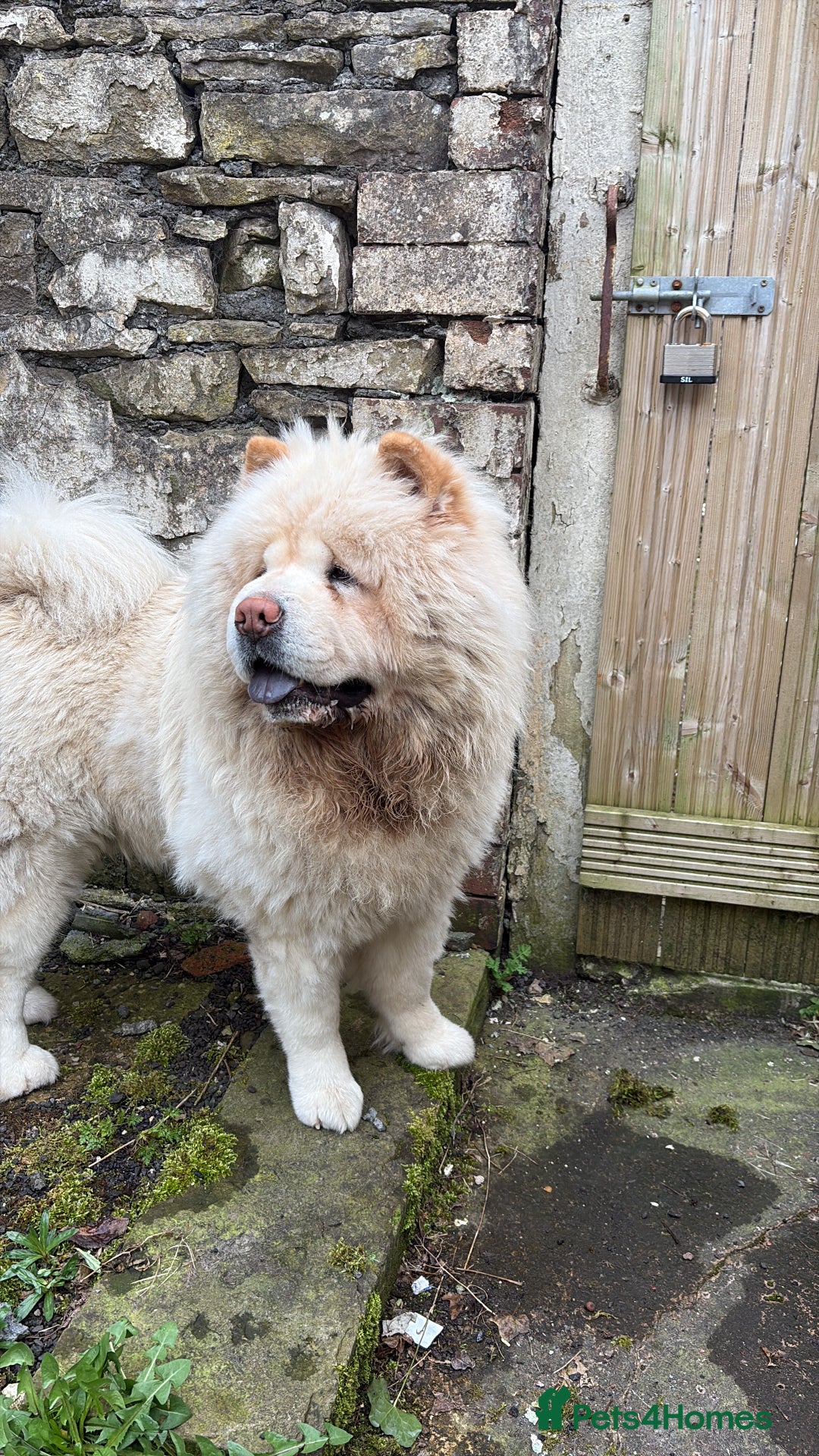 Chow Chow dogs for stud: Male chow chow for stud  - Advert 1