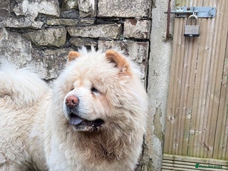 Chow Chow dogs Male chow chow for stud - Advert 1