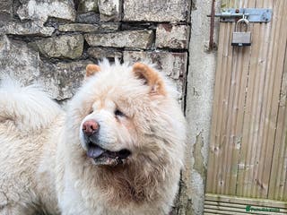 Chow Chow dogs Male chow chow for stud - Advert 5