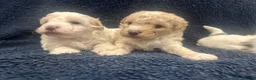 Maltipoo dogs for sale: Beautiful maltipoo  in Portsmouth - Advert 10
