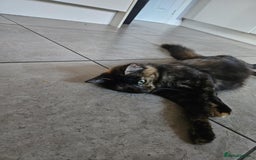 Mixed Breed cats for sale: kitten - Advert 5