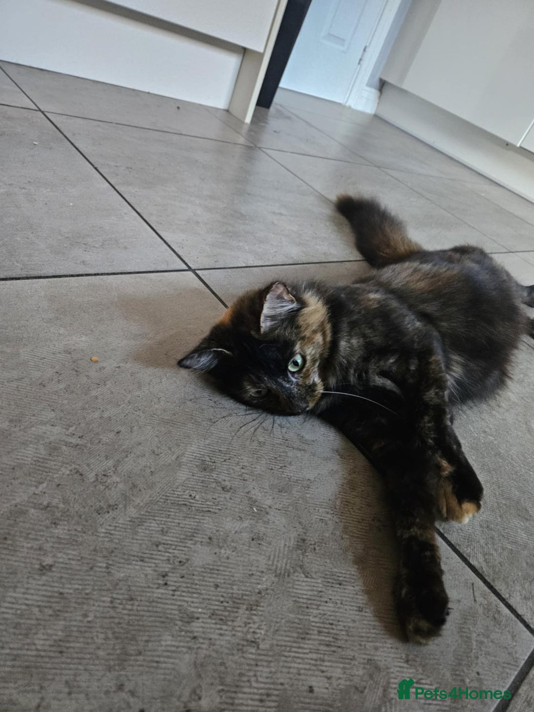 Mixed Breed cats for sale: kitten - Advert 5