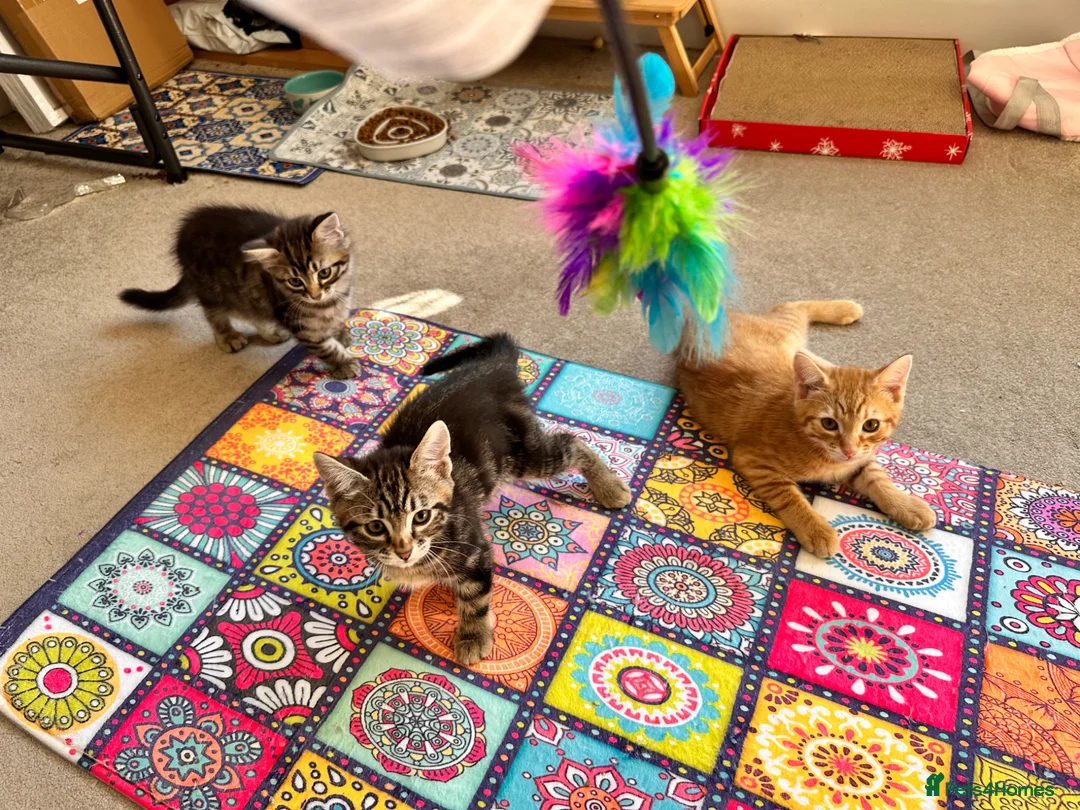 Mixed Breed cats for sale: Amiable mixed kittens  - Advert 2