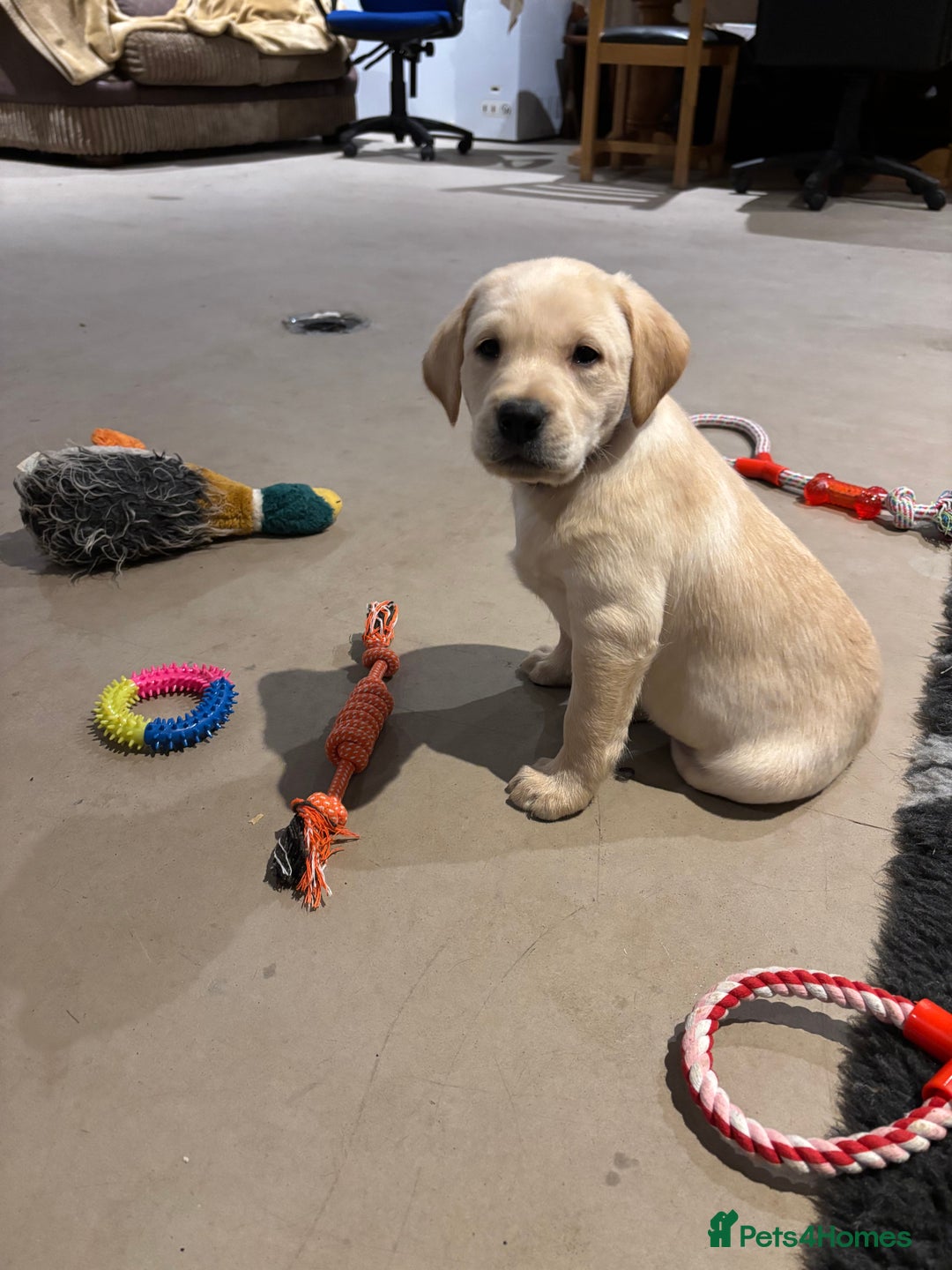 Labrador Retriever dogs for sale: KC Registered Labrador Puppies for Sale - Advert 2